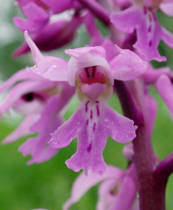 Orchidee del Chianti - Flora toscana